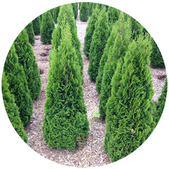 Rows of green arborvitae trees in a garden, set in mulch, within a circular frame.