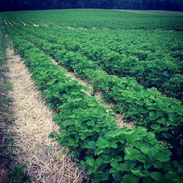 Rows of green strawberry plants in a field, with straw paths between the rows, under a cloudy sky.