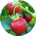 Ripe red strawberries on the vine, surrounded by green leaves and stems.