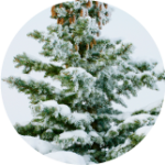 Snow-covered evergreen tree.