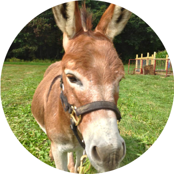 Donkey with a brown coat, wearing a halter, standing in a grassy field.