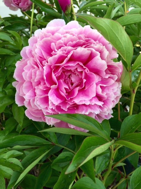 Pink peony flower with multiple layers of petals, surrounded by green leaves.