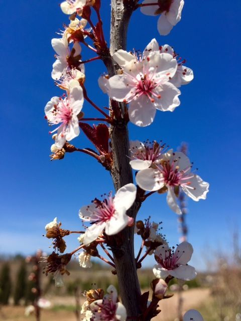 Branch with white and pink blossoms against a blue sky.