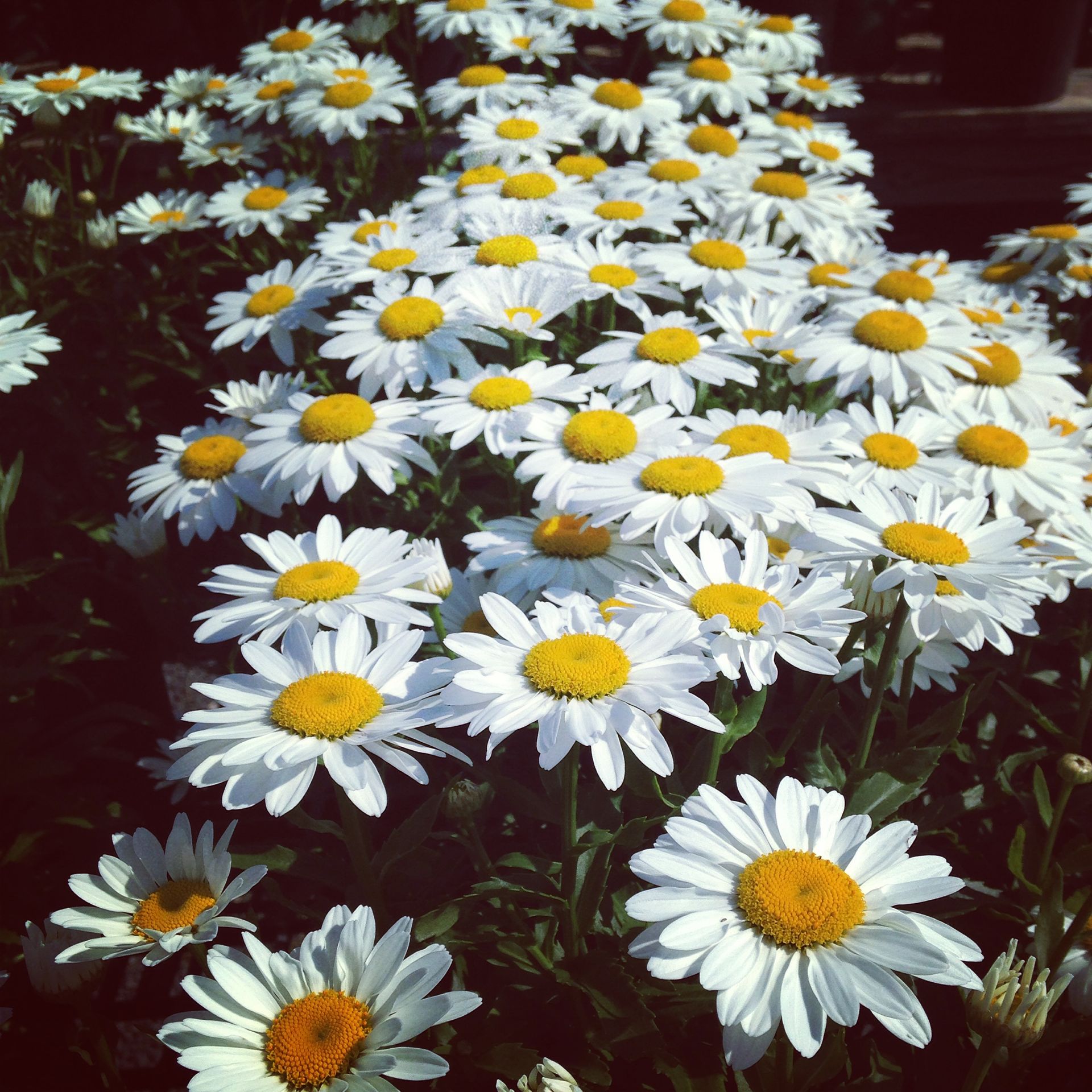 Field of white daisies with yellow centers in sunlight.