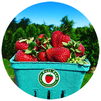 A basket of ripe red strawberries, with green leaves, on a sunny day at Pell Farm.