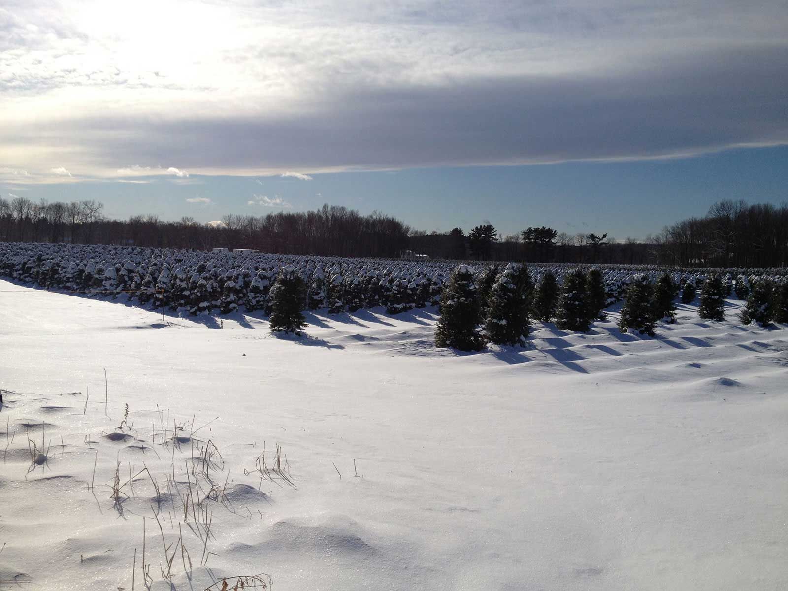 Snow-covered Christmas tree farm under a bright, partly cloudy sky.