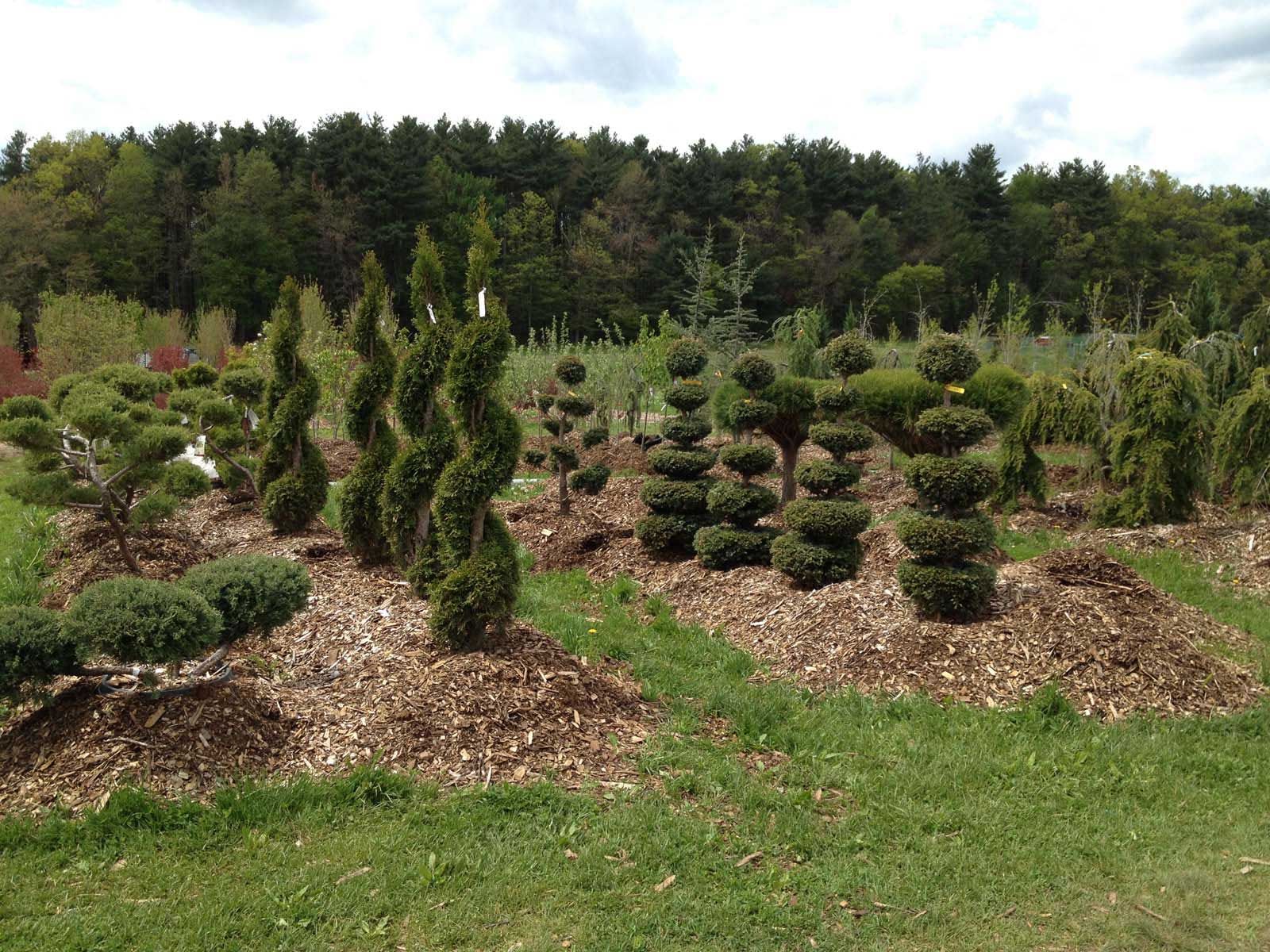 A variety of sculpted green bushes and trees in a garden, against a backdrop of forest.