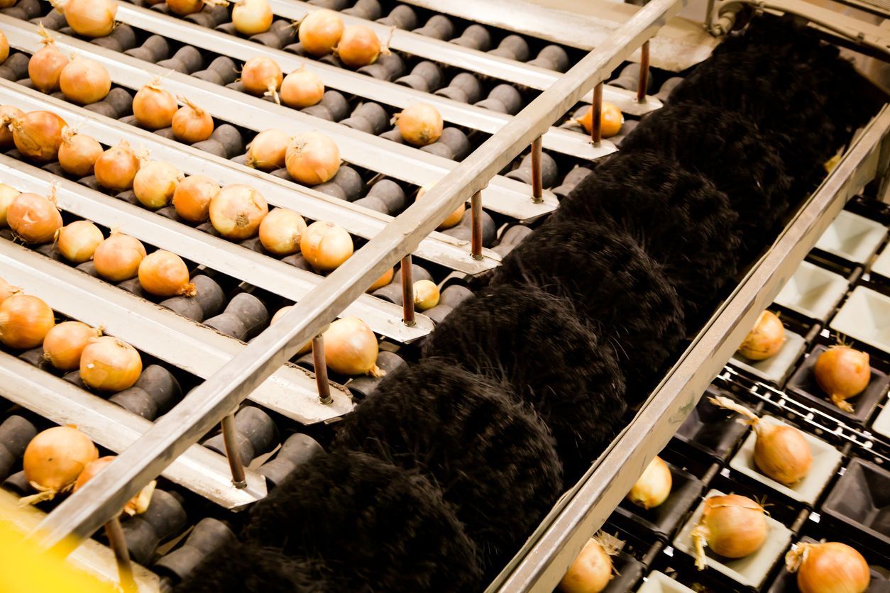 Onions move along a roller conveyor belt toward a row of dark, bristled brushes used for cleaning and processing.