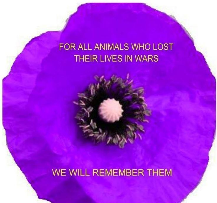 Remembrance Poppy - 3D Printed - Made in the UK