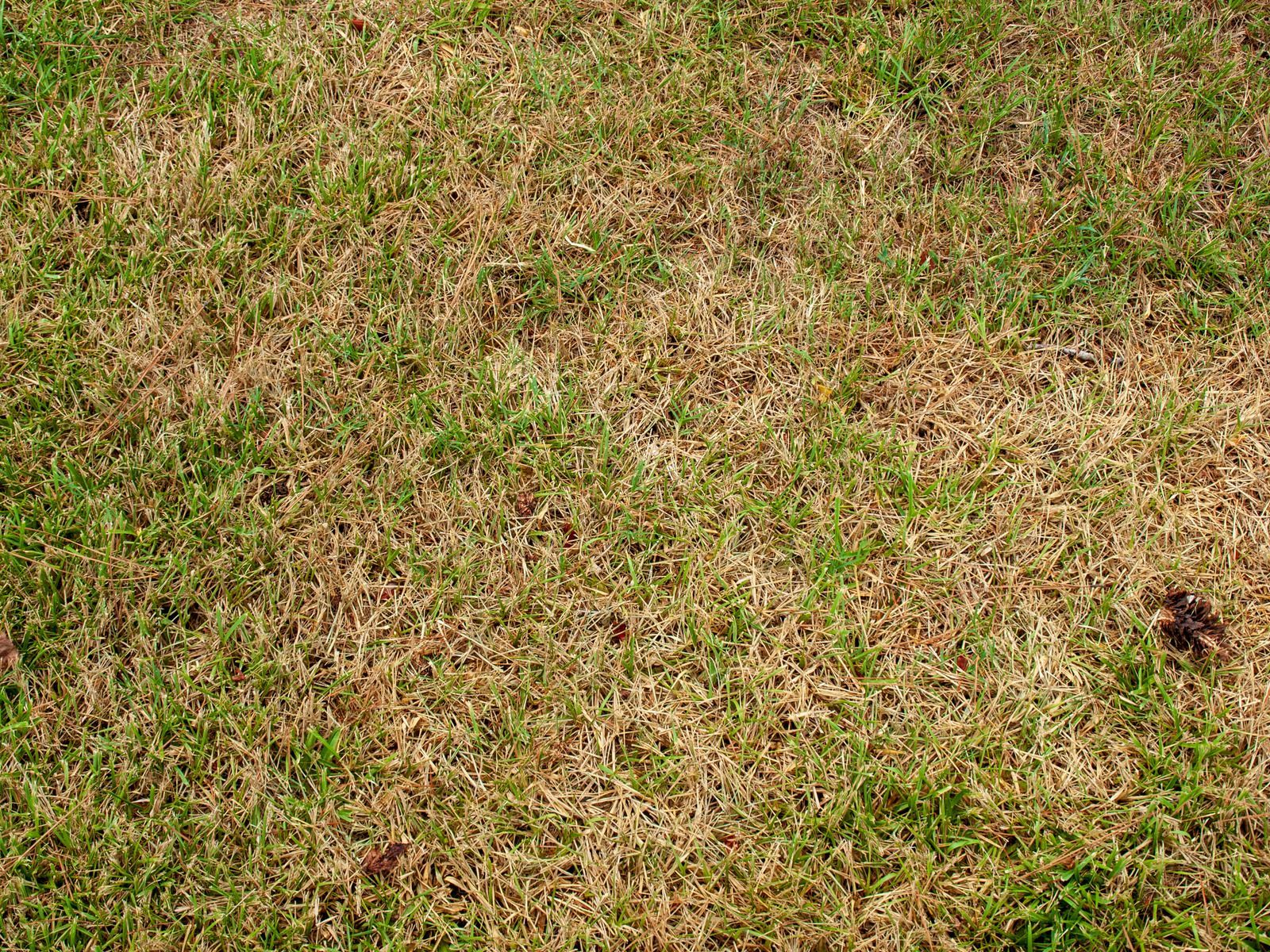 Dry and green patchy grass in a lawn.