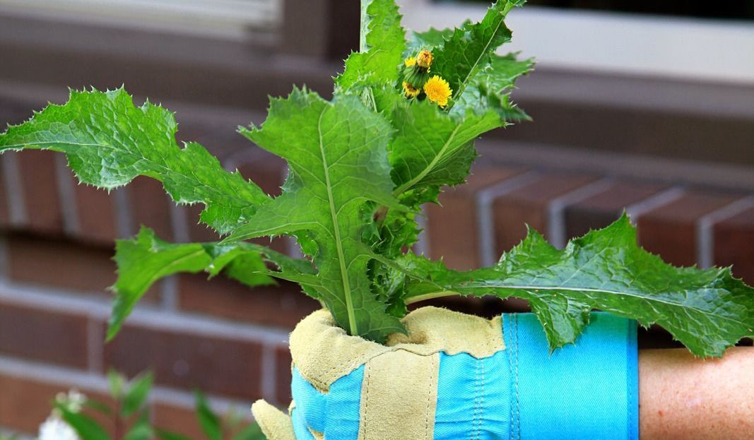 Hand in a blue and beige gardening glove holding a green, jagged-edged plant with a small yellow flower. Brick background.