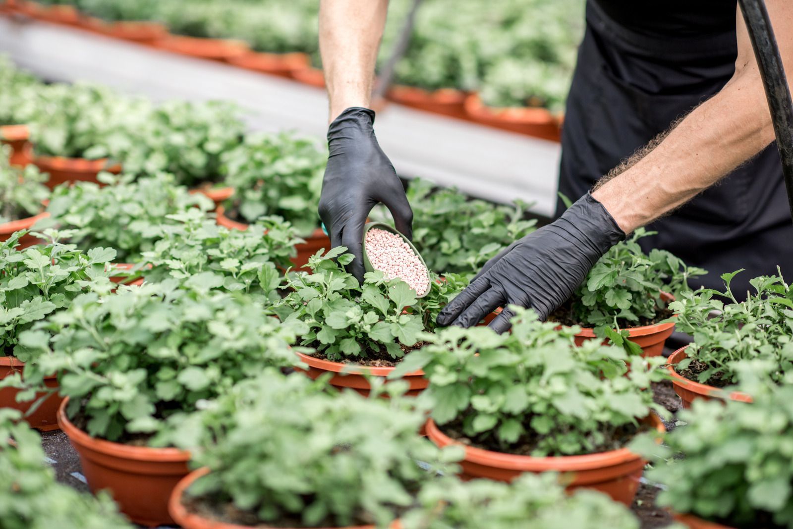 Person in black gloves tending to rows of potted green plants in a greenhouse.