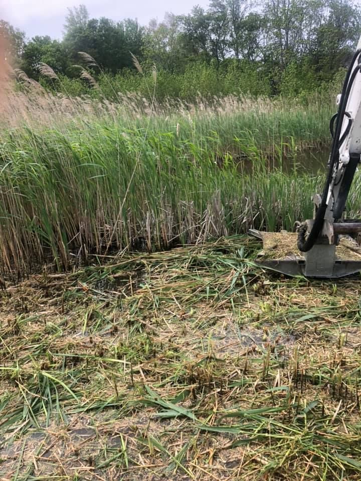 A machine clearing reeds next to a body of water; reeds are cut and piled.