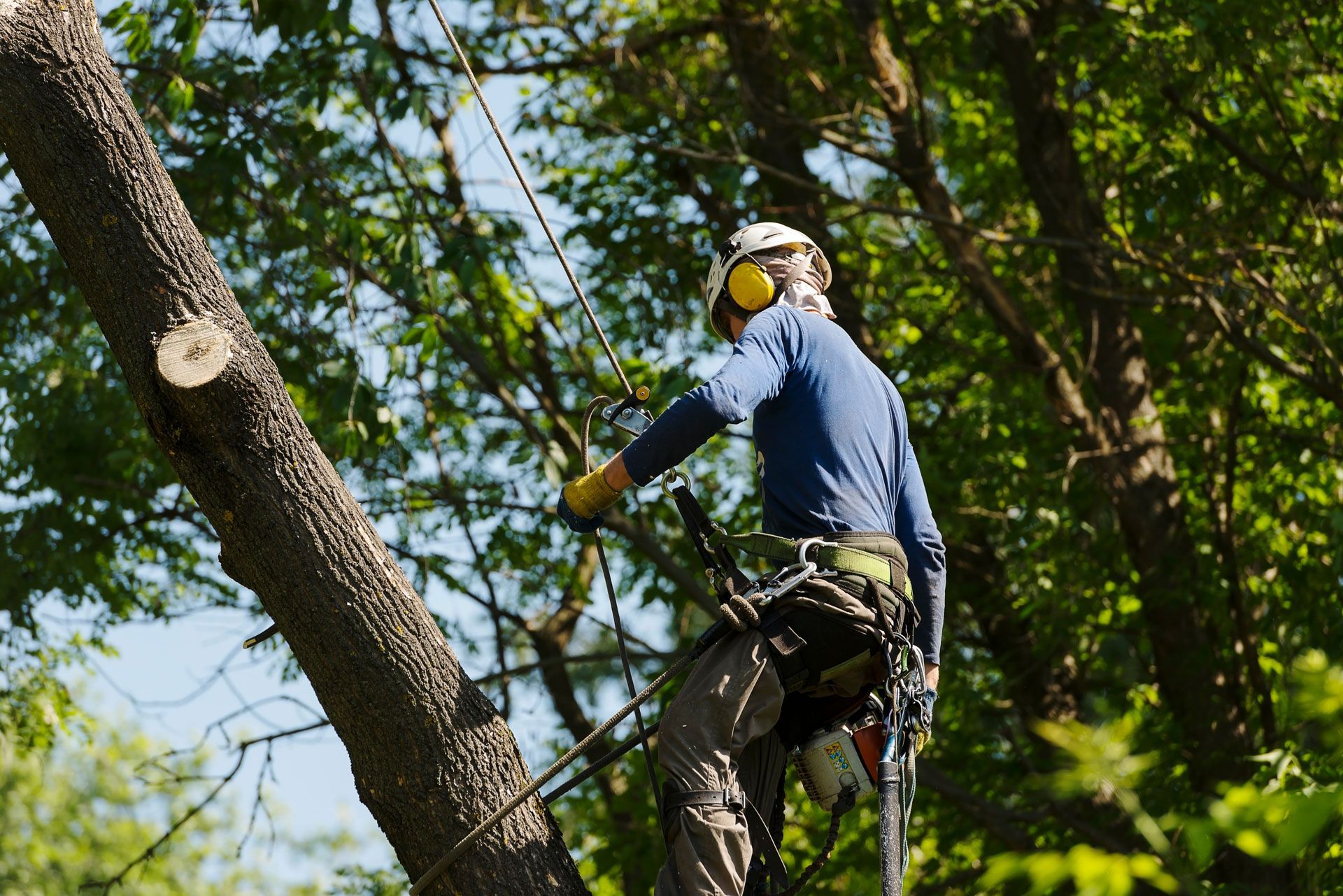 Arborist wearing safety gear, cutting a tree branch with a chainsaw, outdoors in sunlight.