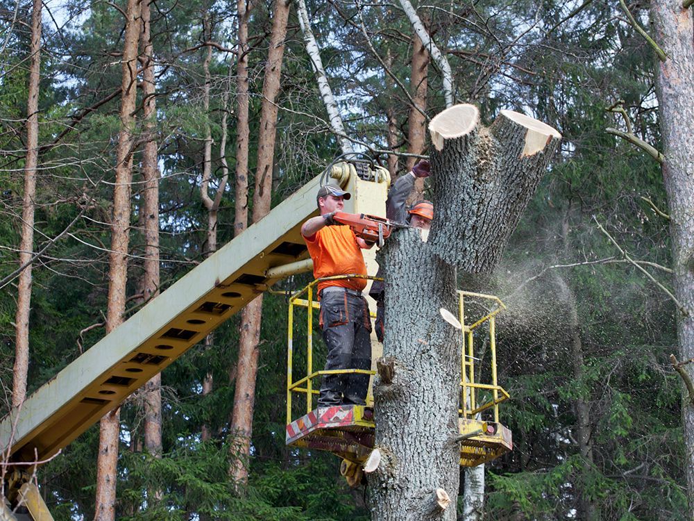 Lumberjack Removing A Tree — Kilmarnock, VA — Booth Landscaping