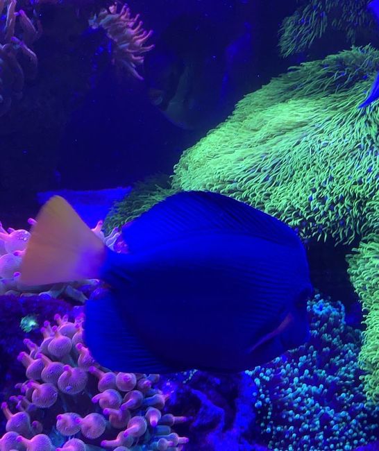 A group of fish are swimming in the ocean.