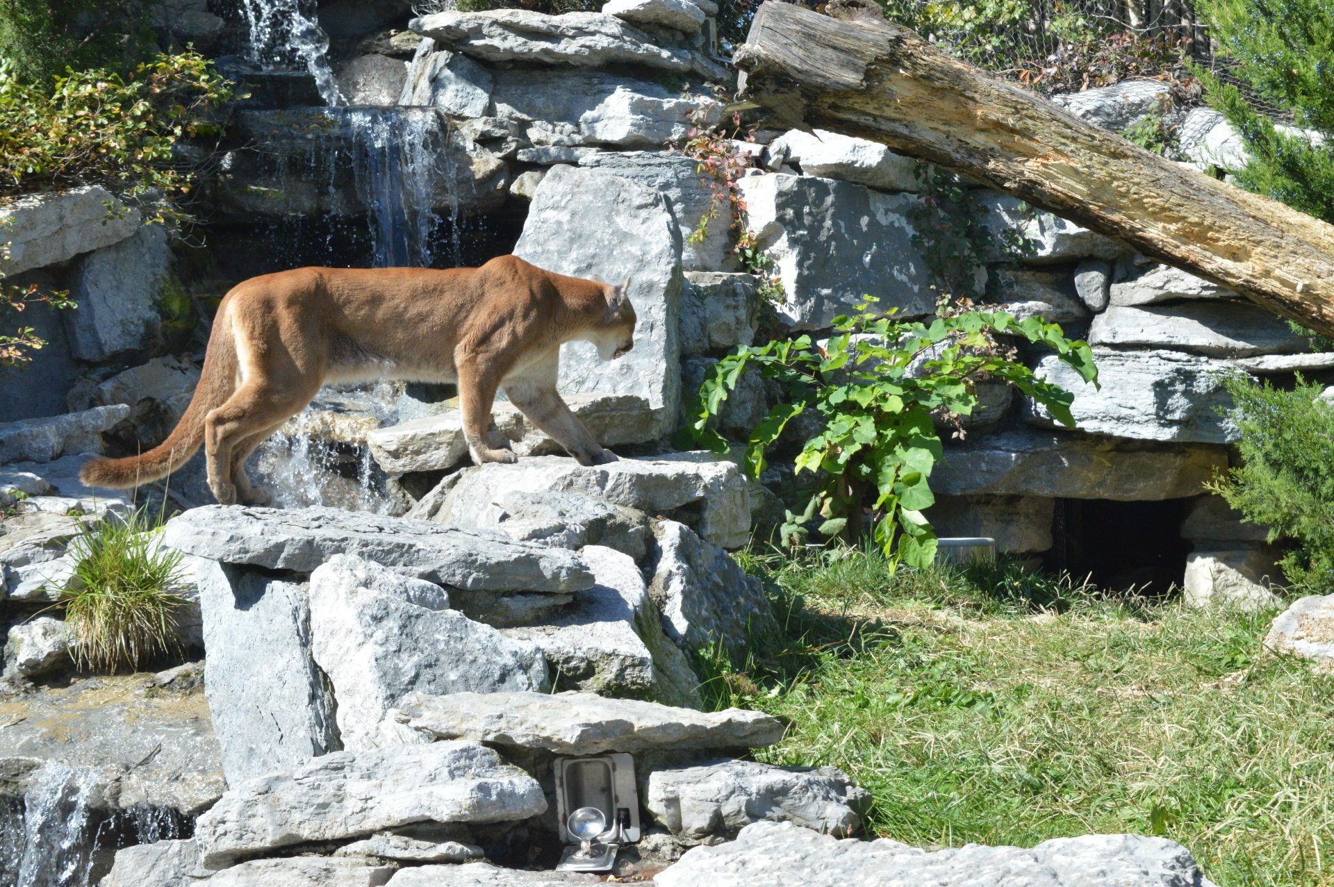Cincinnati Zoo cougar habitat