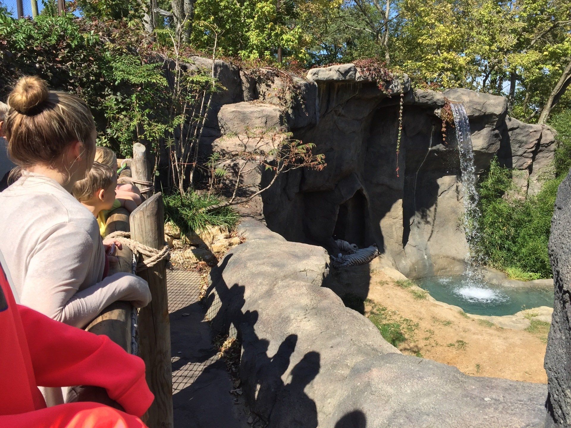Cincinnati Zoo white tiger habitat