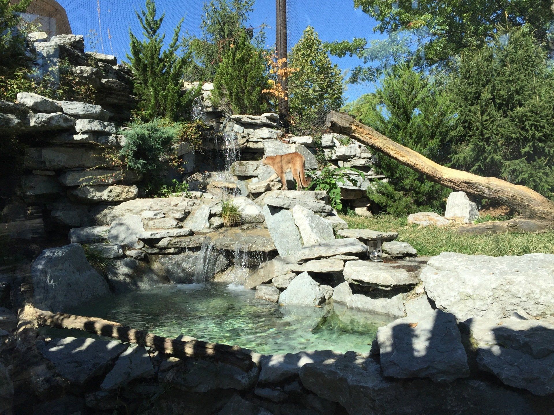 Cincinnati Zoo cougar habitat