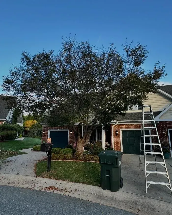 Tree being trimmed in front of a house. A ladder is propped against the house, and a trash can sits nearby.