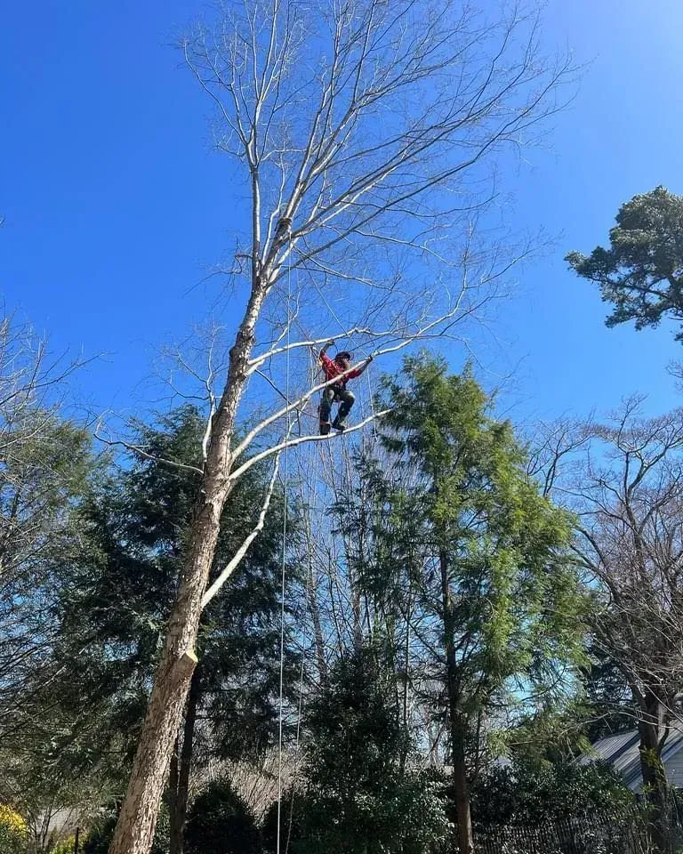 Person trimming a tall tree against a clear blue sky. They wear red and are secured by ropes.