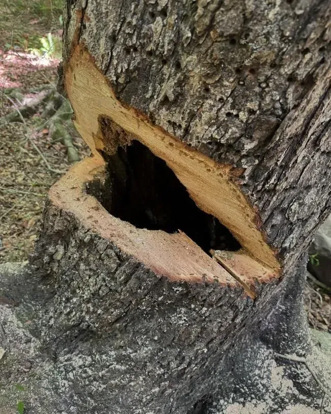 A tree trunk with a large open cavity where a branch was cut. The exposed wood is light brown, the interior is dark.