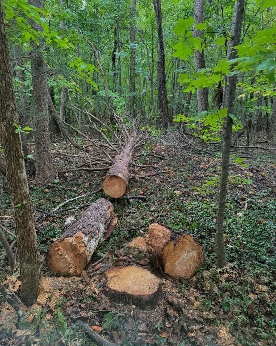 Logs and tree stumps in a forest, indicating recent tree felling.
