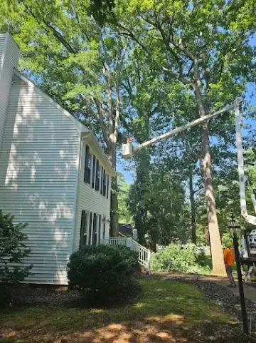 A tree service worker in a lift basket is trimming a tall tree next to a white house on a sunny day.
