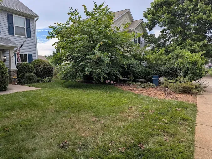 Lawn in front of houses with landscaping, including a bush and a tree, and sidewalk to the right.