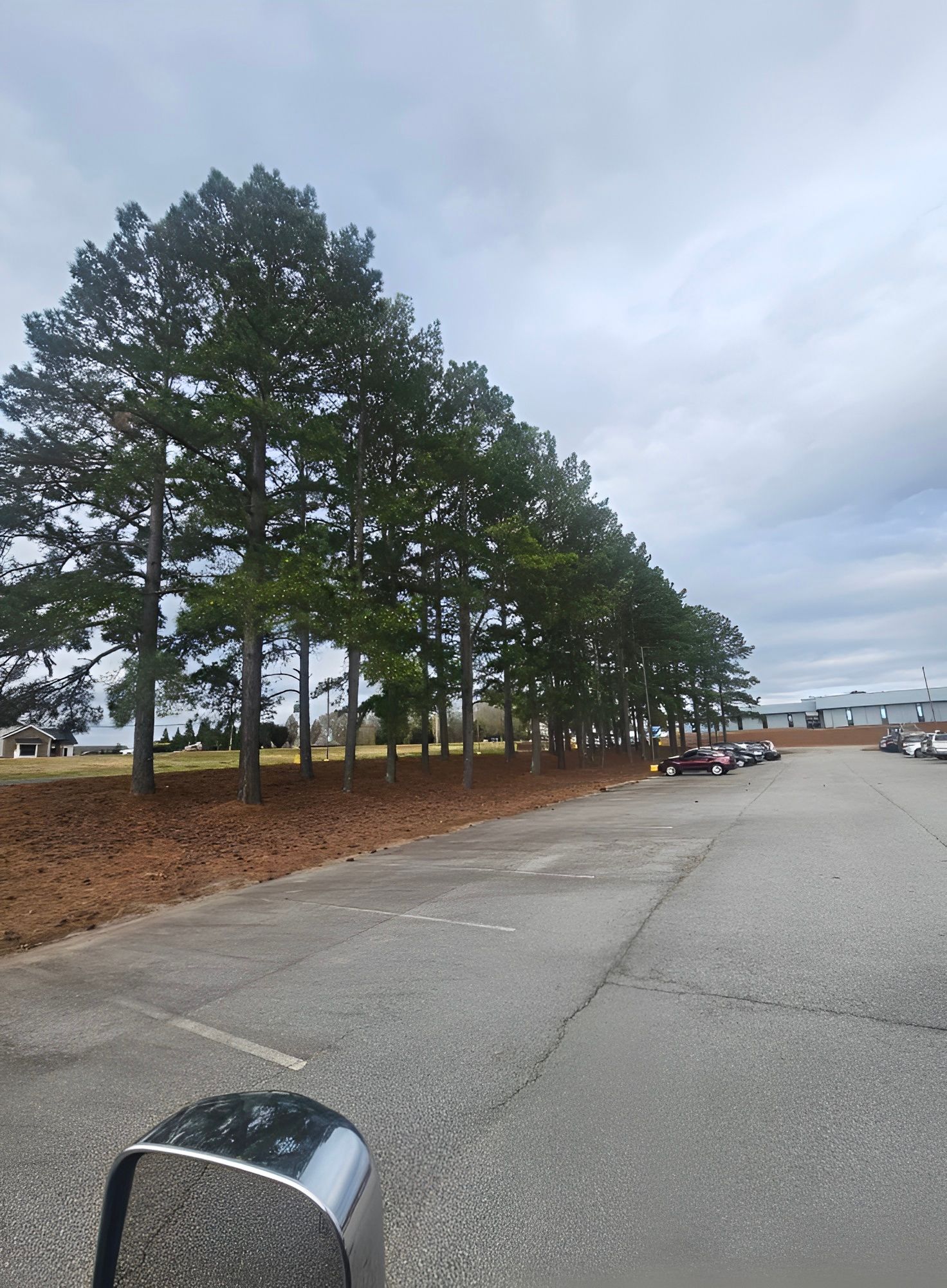 Row of tall green pine trees along a paved parking lot under a cloudy sky.