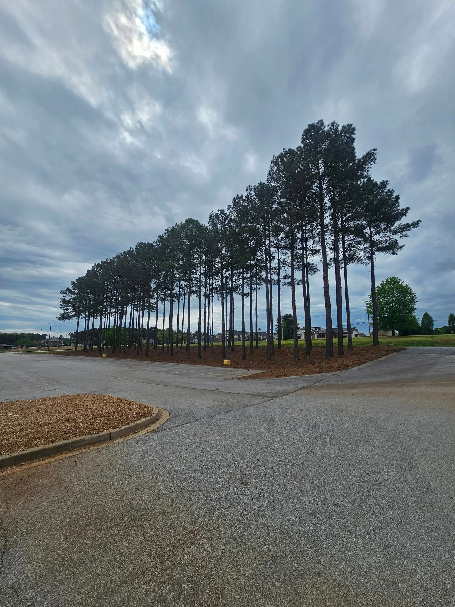 Row of tall trees on a gravel island under a cloudy sky.
