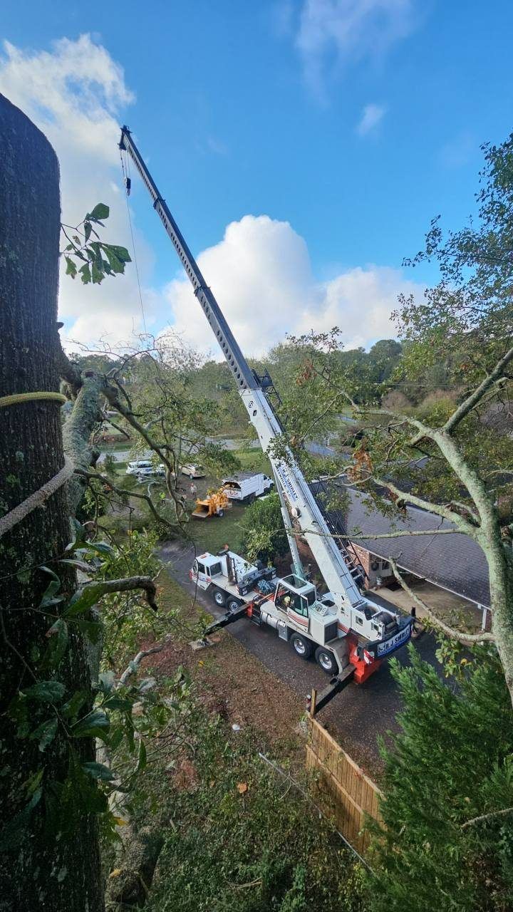 Crane removing tree branches; bright sky, green trees, white crane.