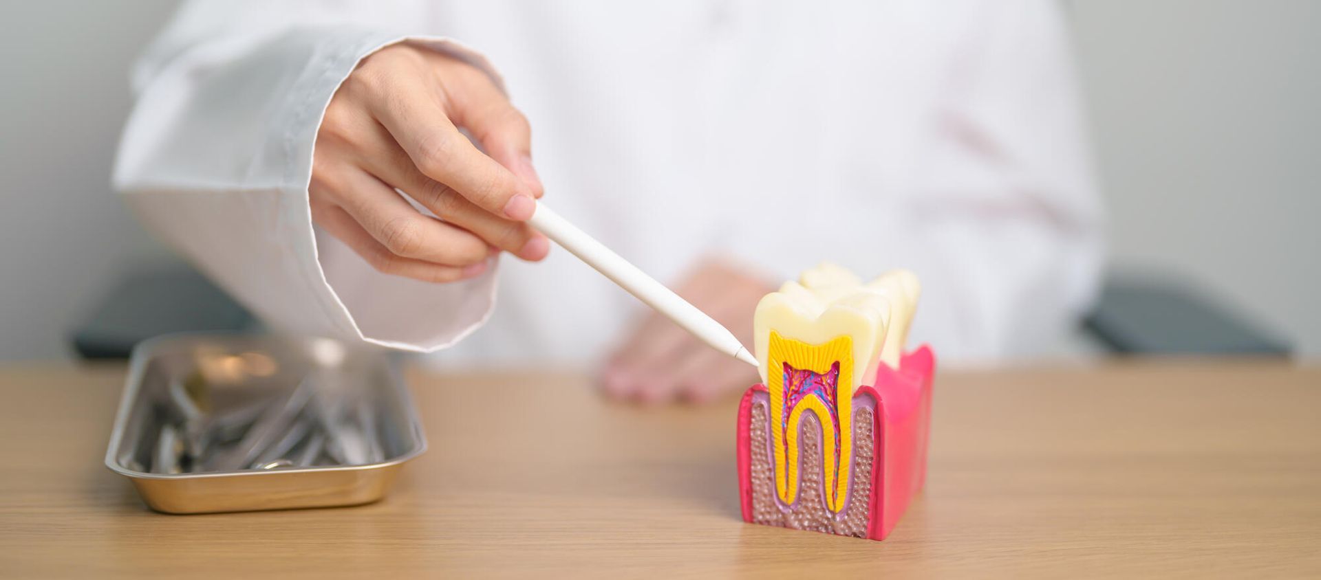 A dentist is examining a model of a tooth with a pencil.