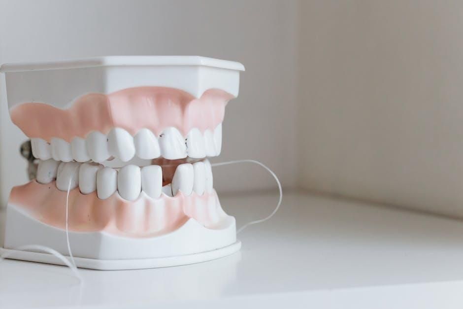 A model of a person 's teeth with a dental floss attached to it.