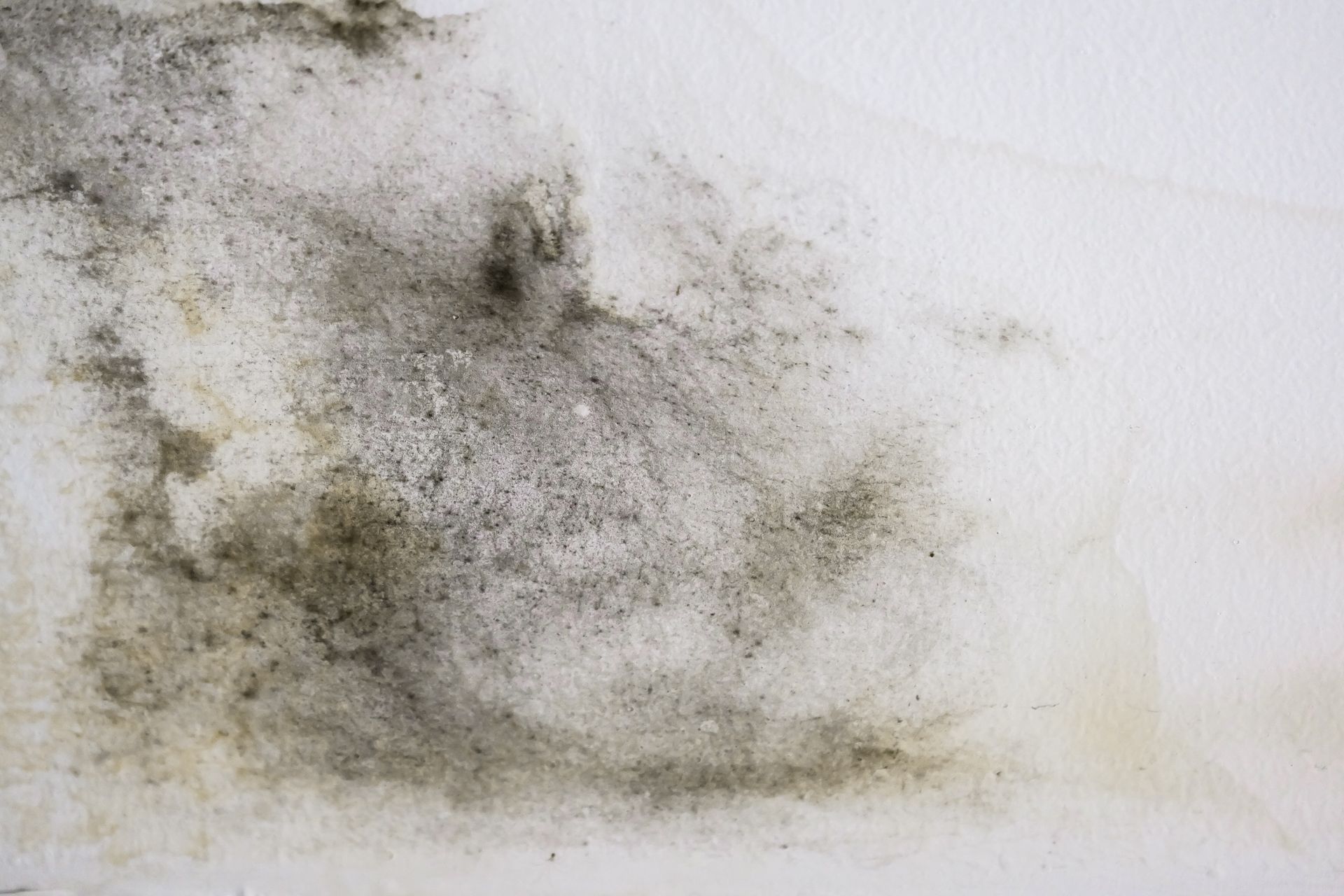 Get mold removal services in Knoxville TN with All Clean Mold Remediation