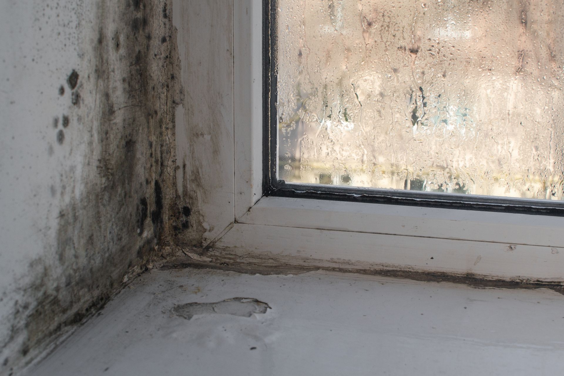 Get mold removal services in Knoxville TN with All Clean Mold Remediation