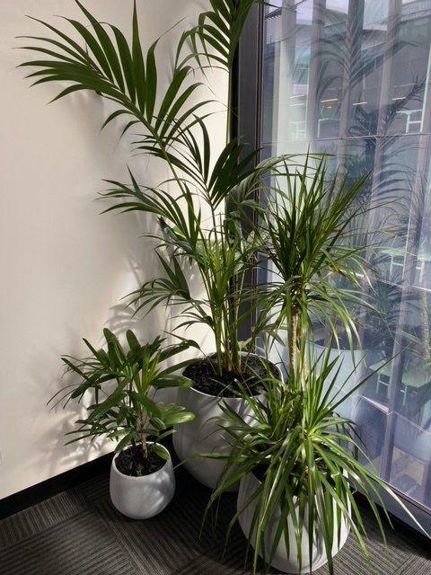 Greenfingers Indoor Plants
