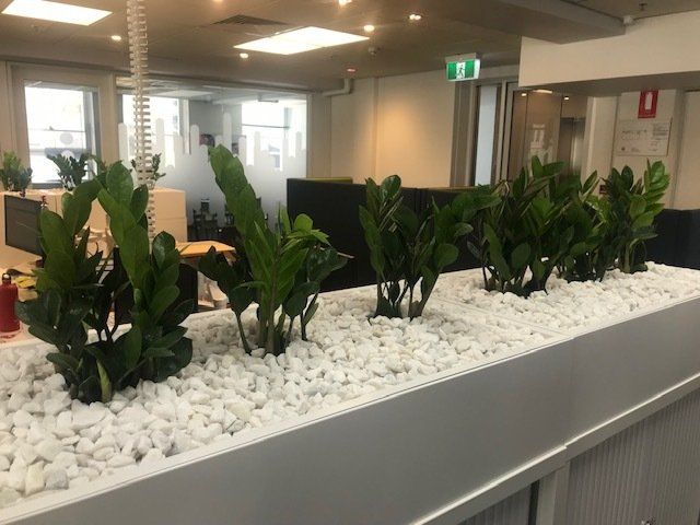 Greenfingers Indoor Plants