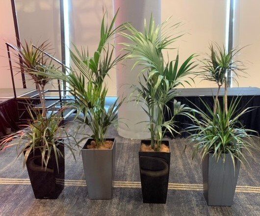 Greenfingers Indoor Plants