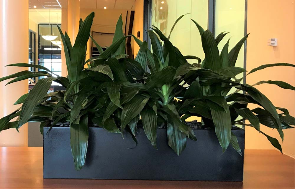 Live Plant Hire Adelaide