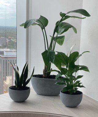Greenfingers Indoor Plants