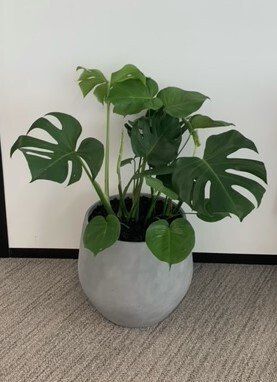 Greenfingers Indoor Plants