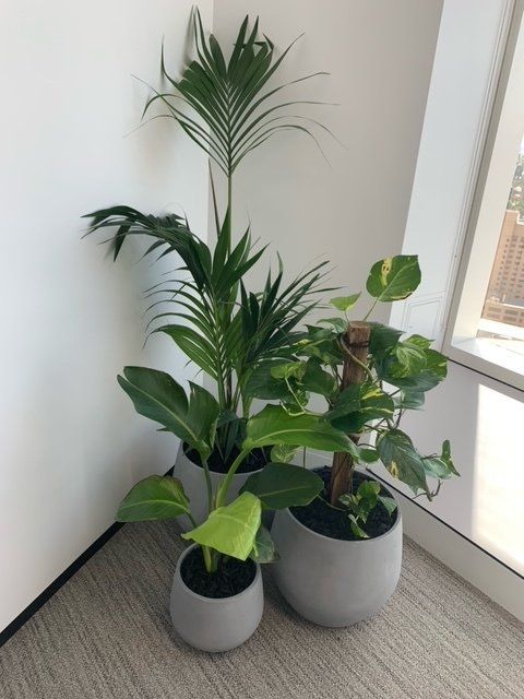 Greenfingers Indoor Plants