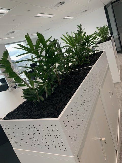 Greenfingers Indoor Plants