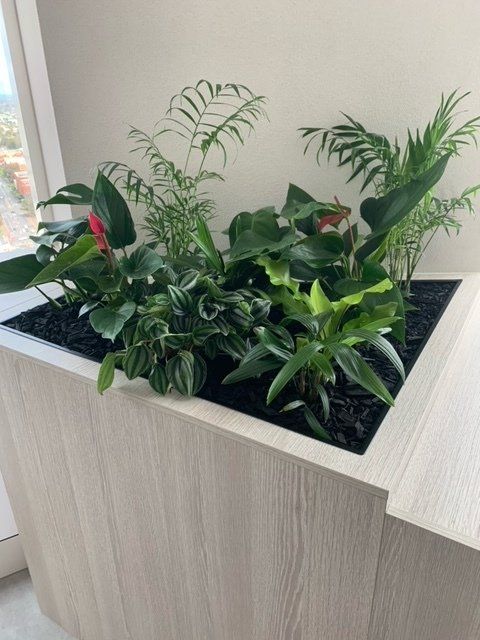 Greenfingers Indoor Plants