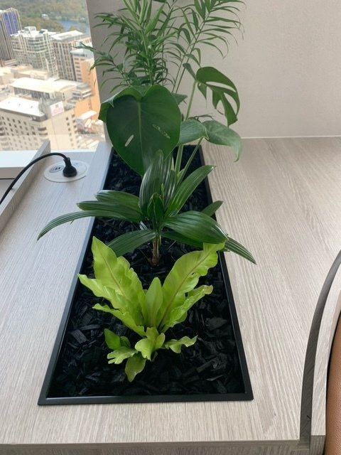 Greenfingers Indoor Plants