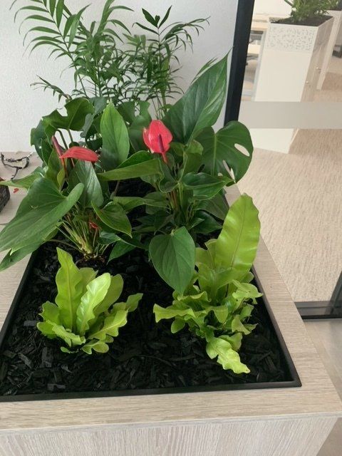 Greenfingers Indoor Plants