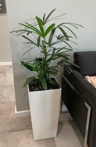 Greenfingers Indoor Plants