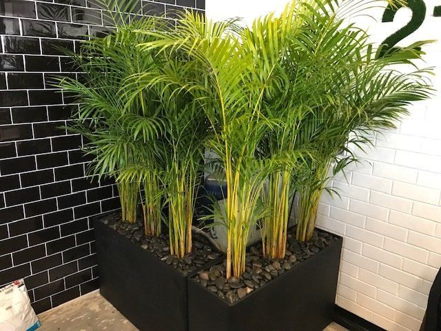 Greenfingers Indoor Plants