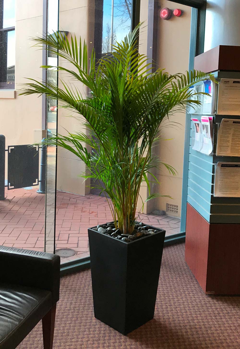 Greenfingers Indoor Plants